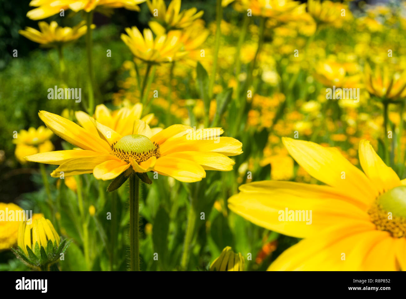 Close-up of yellow Euryops chrysanthemoides (African Bush Daisy) Flowers in Summer. Stock Photo