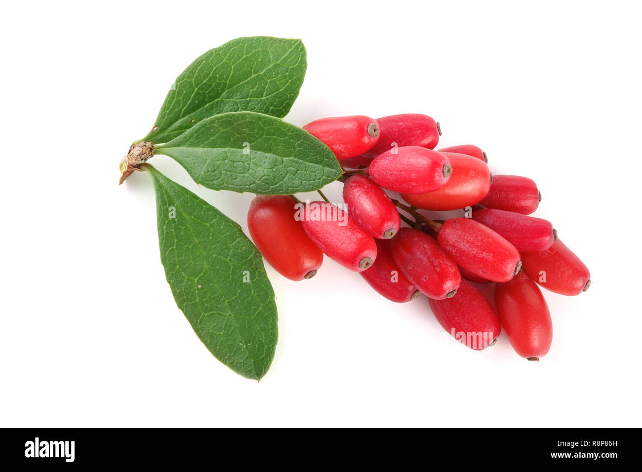 fresh barberry twig with leaves isolated on a white background Stock