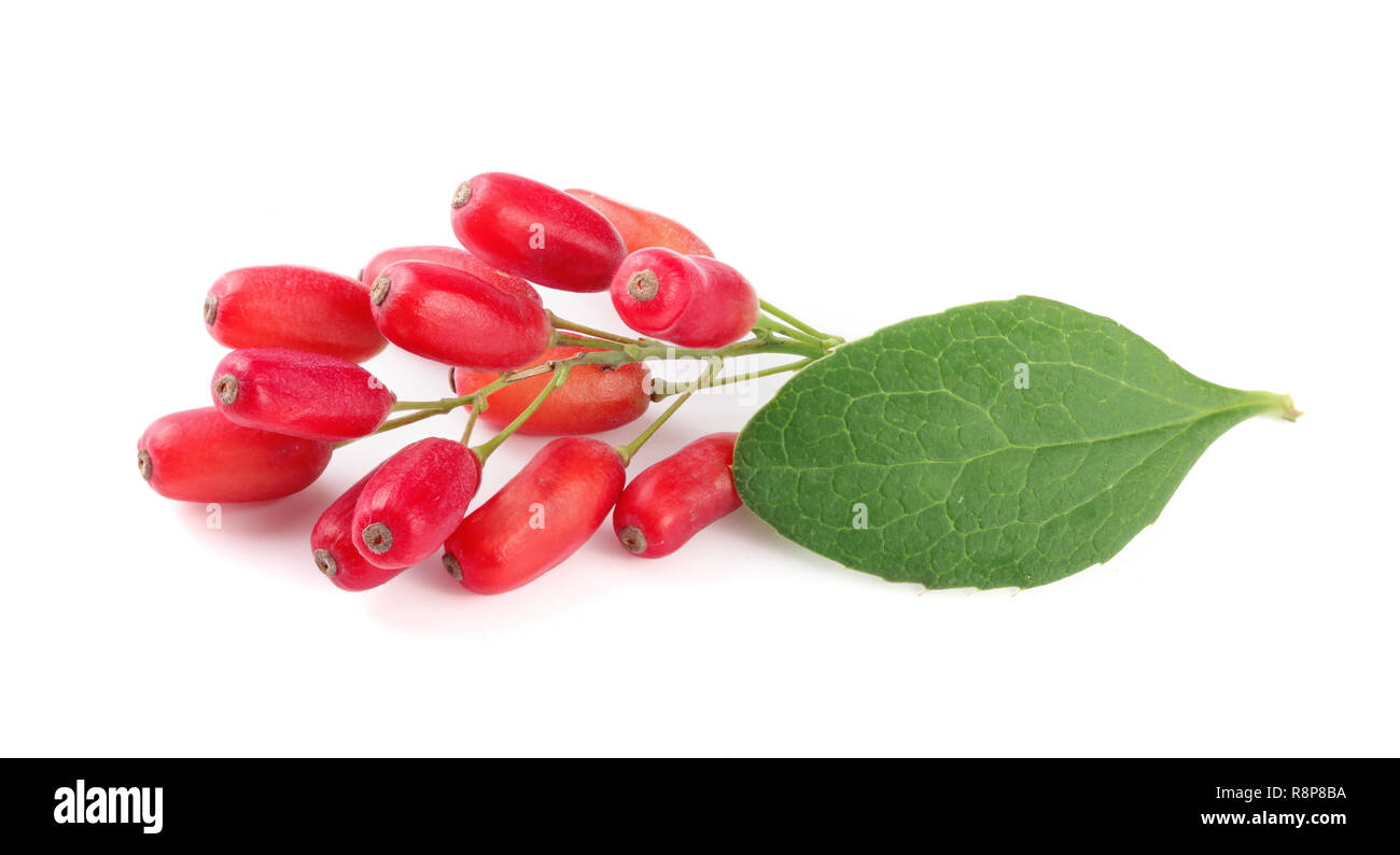 fresh barberry twig with leaves isolated on a white background Stock