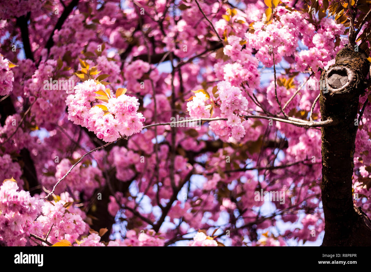 This Kwanzan Cherry Tree Is Turning Gardens Into Broken-Down Paradise With Its Flawless Bloom