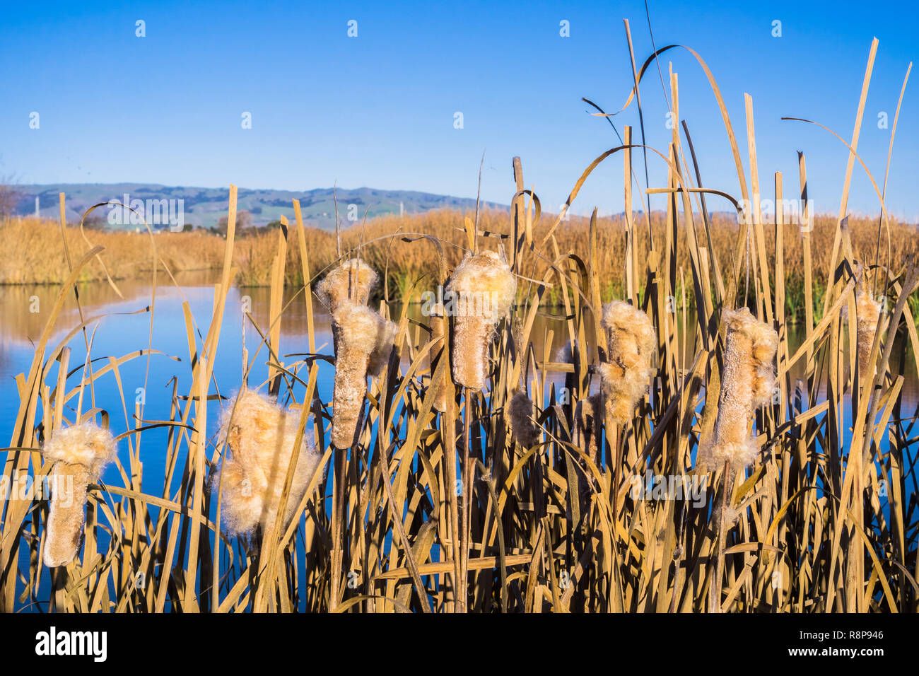 Cattail seeds hi-res stock photography and images - Alamy