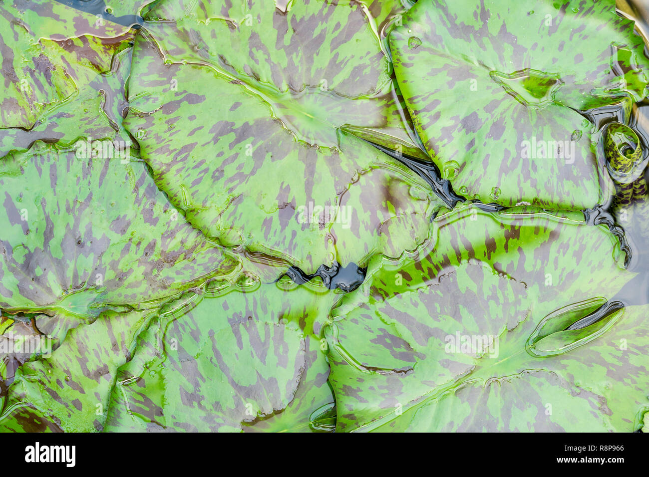Green lily pads hires stock photography and images Alamy