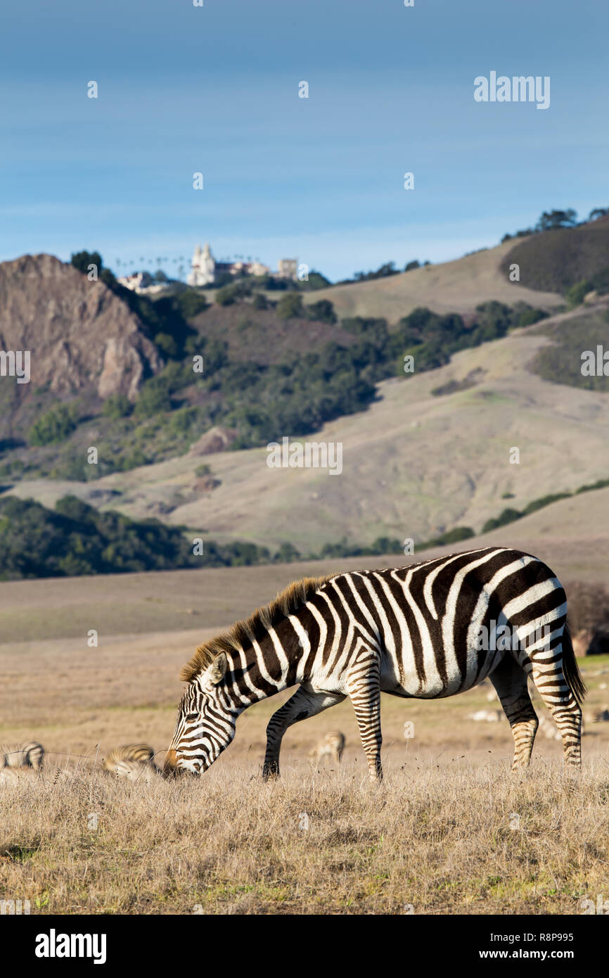 Herd of Zebras seen from highway one (Pacific coast highway, PCH) grazing on the Hearst Castle estate in San Simeon, California,USA Stock Photo