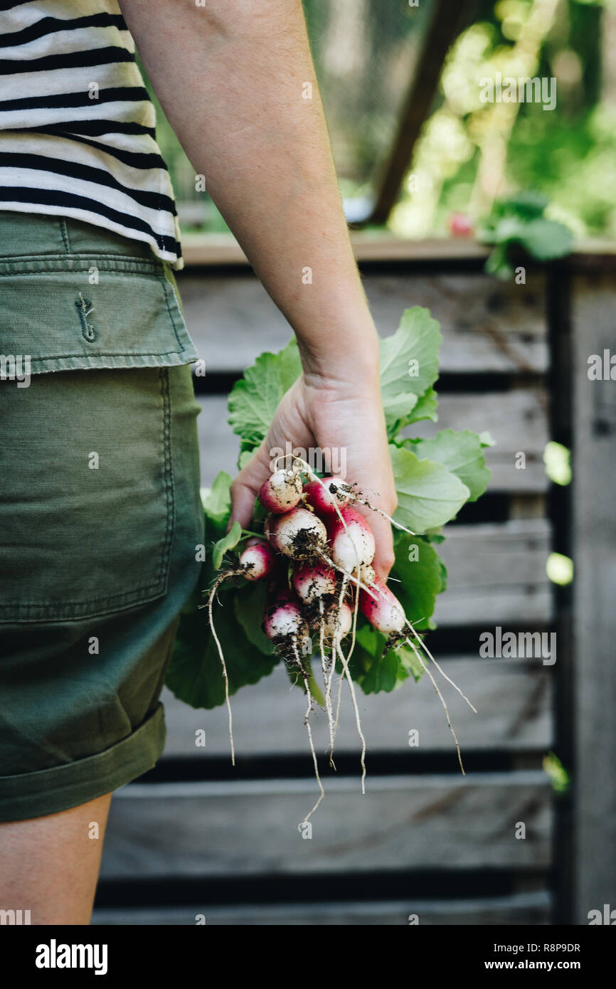 Pink french radish harvest in spring. A spicy treat directly from your own raised bed garden. Stock Photo
