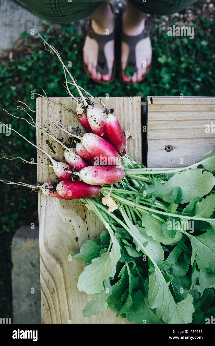 Pink french radish harvest in spring. A spicy treat directly from your own raised bed garden. Stock Photo