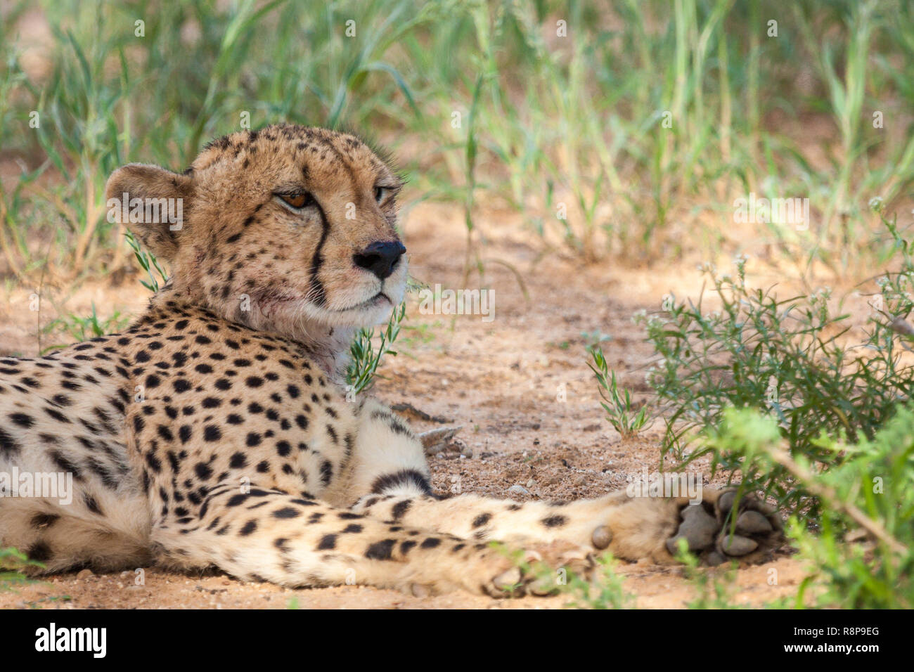 Endangered cheetah resting in shade Stock Photo