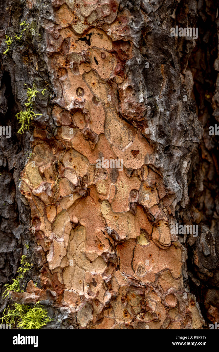 Different shades of warm colors of brown bark on the side of a pine