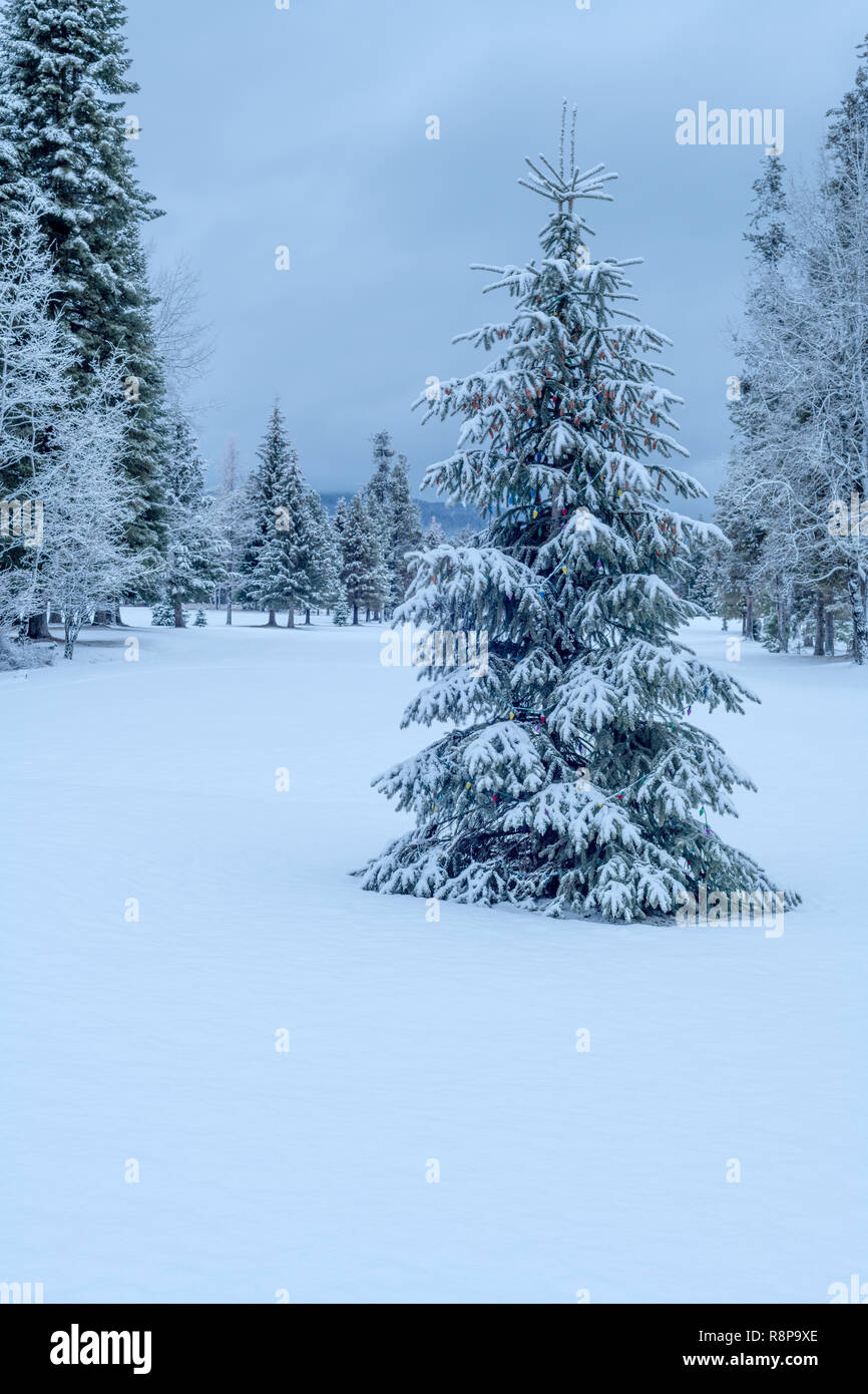 Pine tree just made of Christmas surrounded by a field of white snow ...