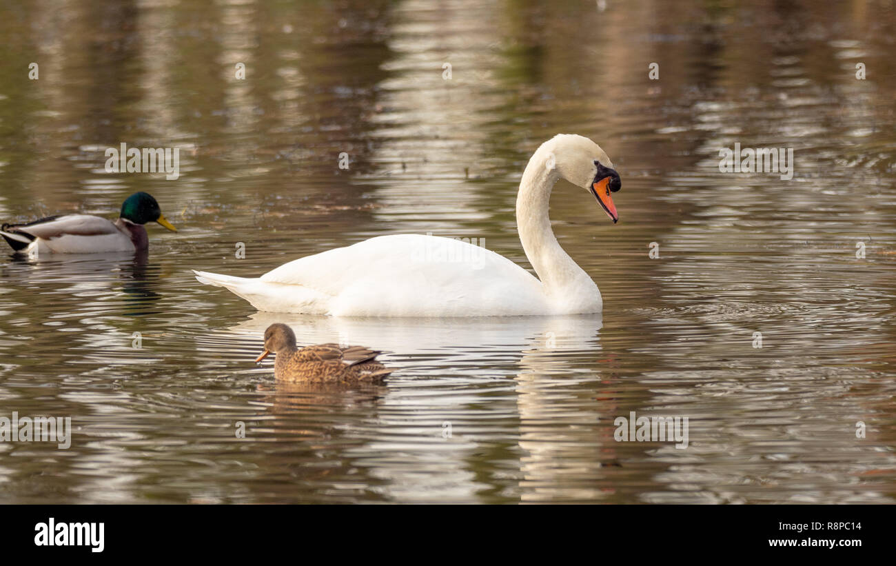 Swan and ducks in lake Stock Photo