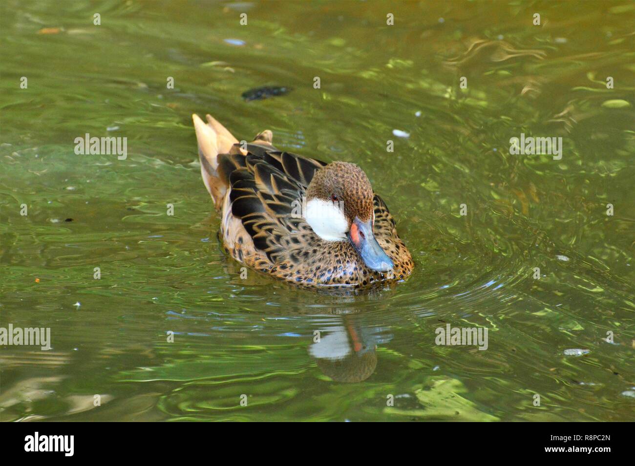 Duck on the pond Stock Photo