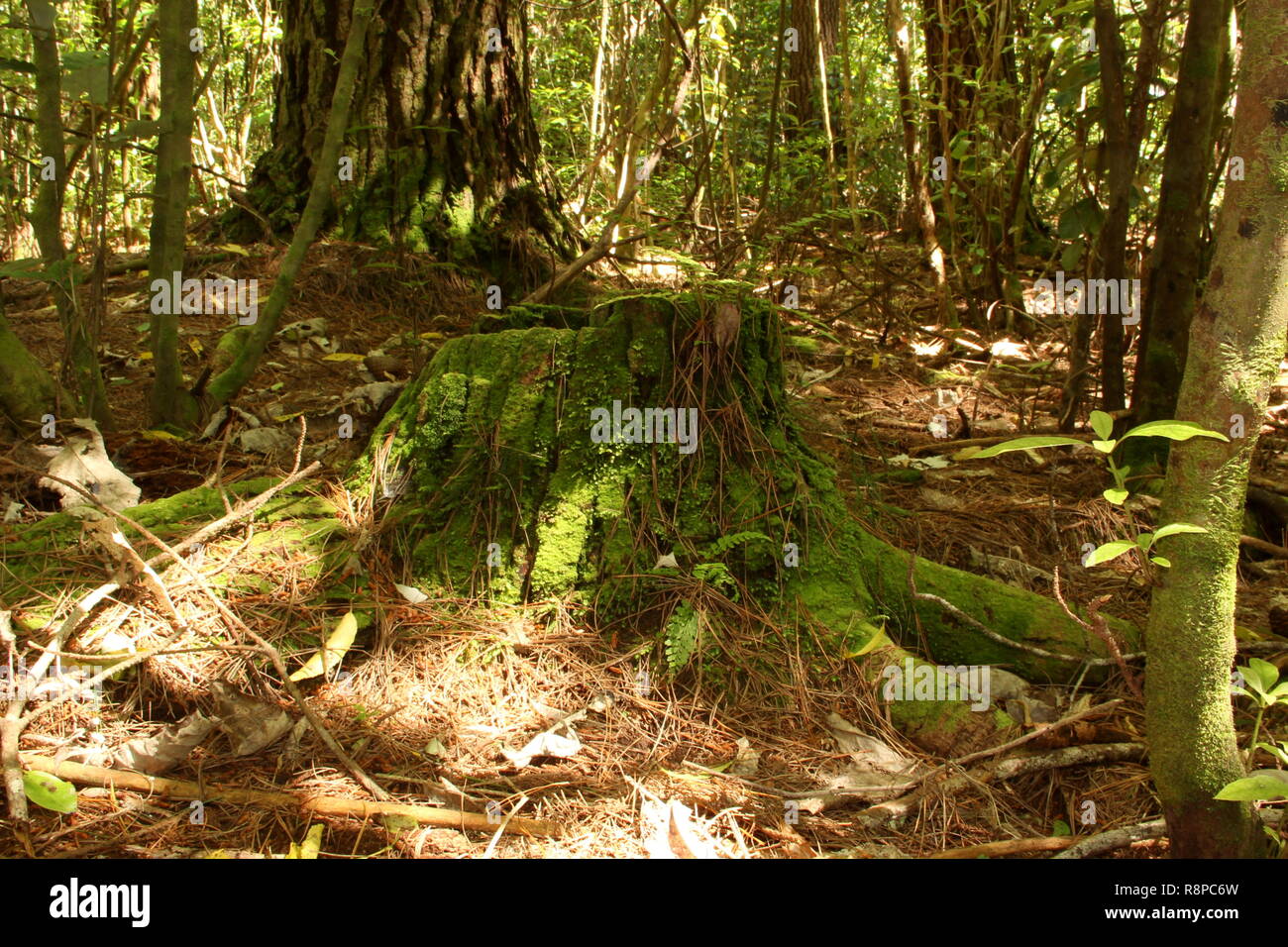 Moss covered tree stump in forest Stock Photo