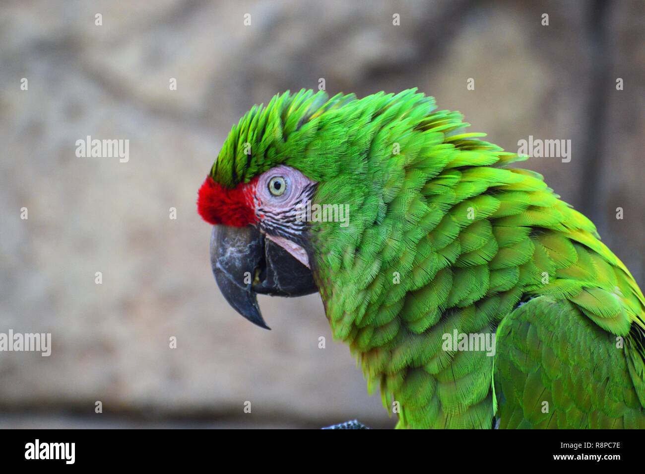 Parrokeet hires stock photography and images Alamy