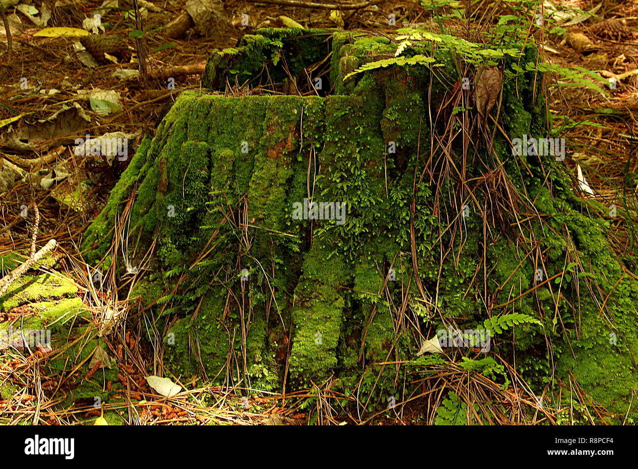 Moss covered tree stump in forest Stock Photo