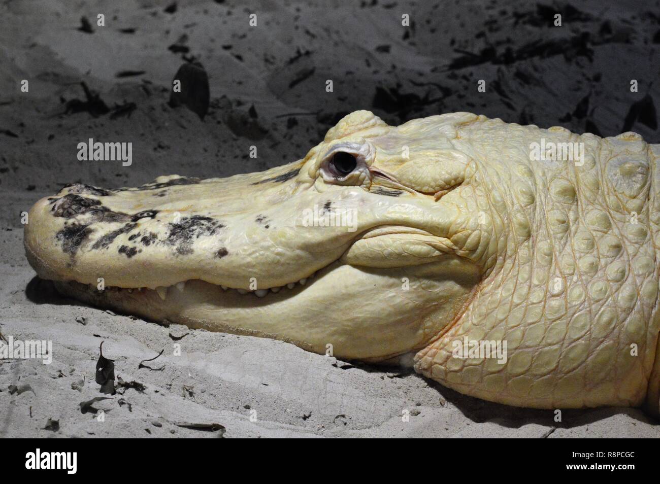 Albino alligator in Florida Stock Photo