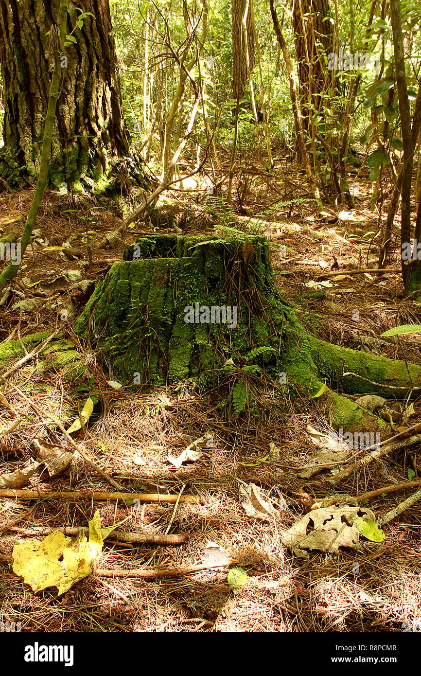 Moss covered tree stump in forest Stock Photo