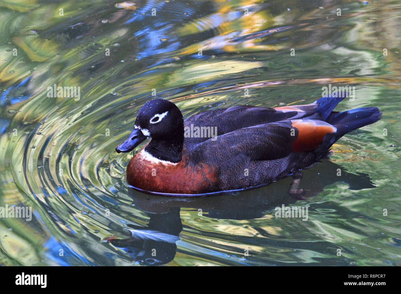 Duck on the pond Stock Photo