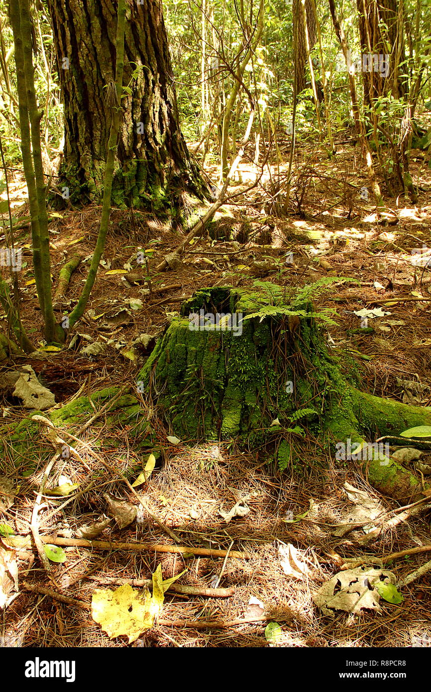 Moss covered tree stump in forest Stock Photo