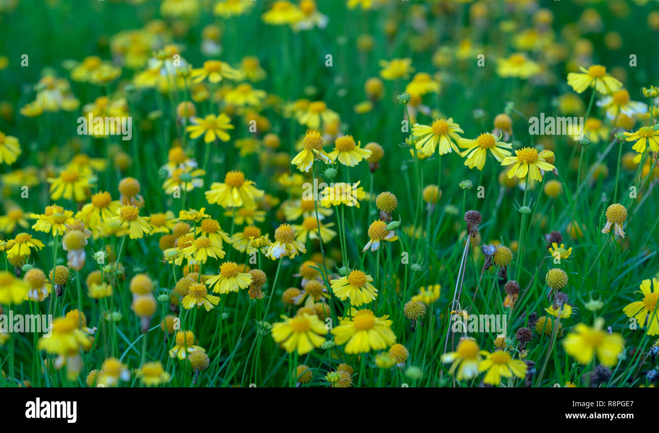 Chamomile Carpet High Resolution Stock Photography and Images - Alamy