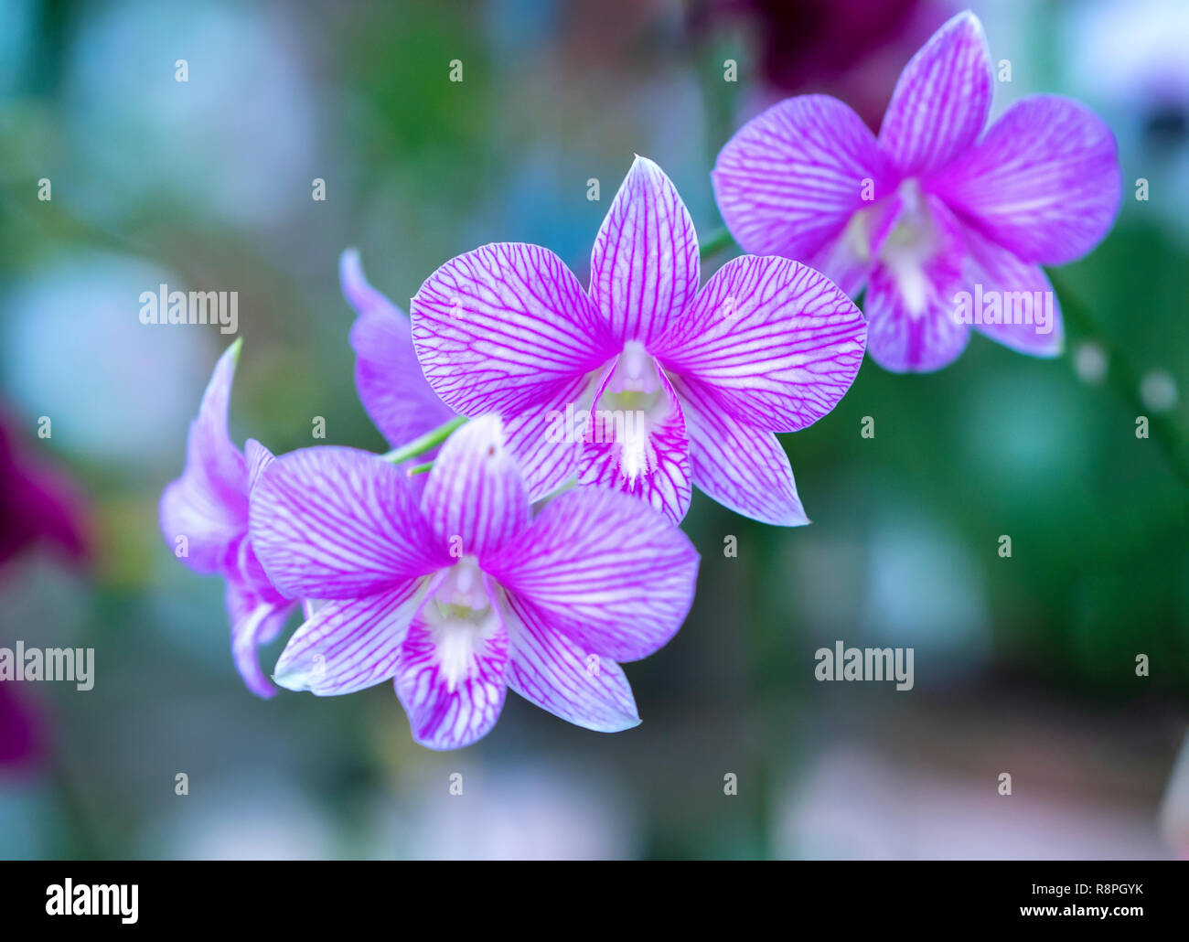 Cattleya Labiata flowers bloom in spring adorn the beauty of nature Stock Photo
