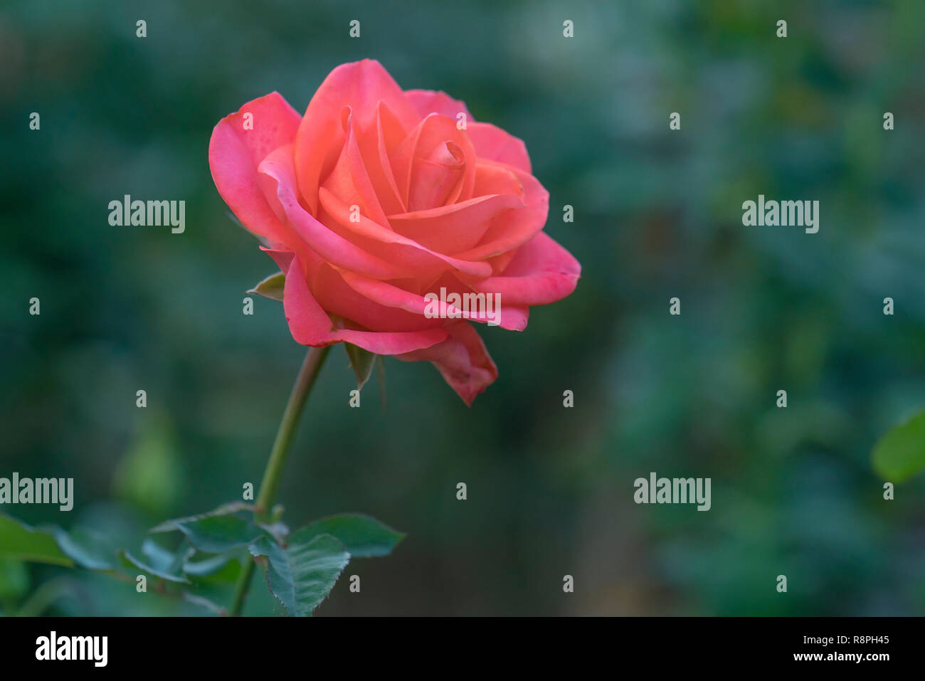 Roses blooming in the garden, this is the flower symbol of love just