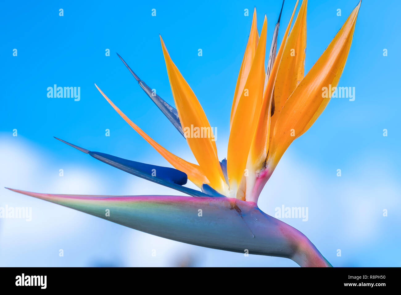 The bird of paradise flowers bloom in the love garden. This is the