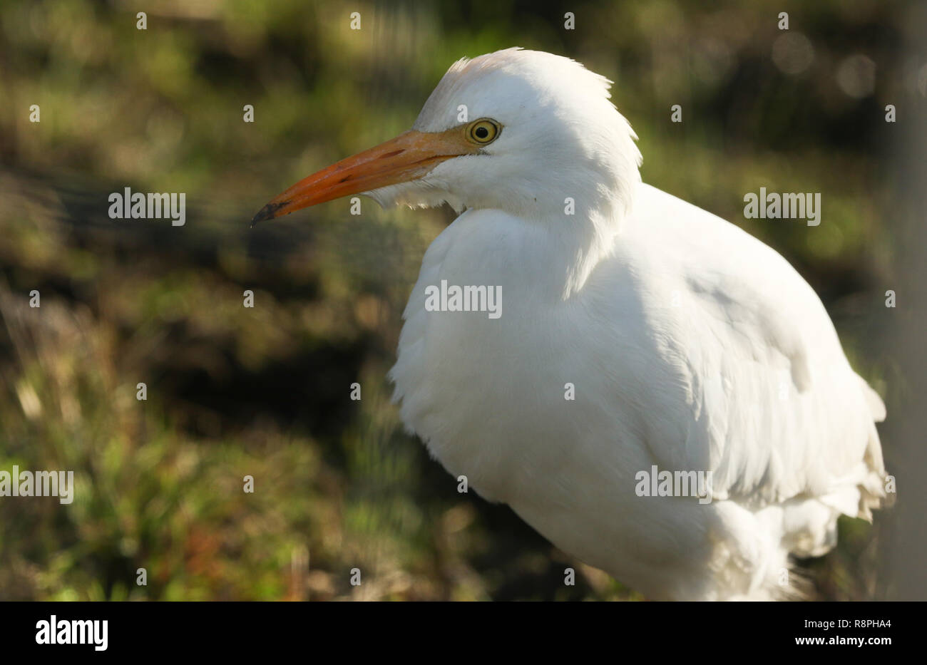 A beautiful Cattle Egret (Bubulcus ibis) hunting for food in a field where cows are grazing in the UK. Stock Photo