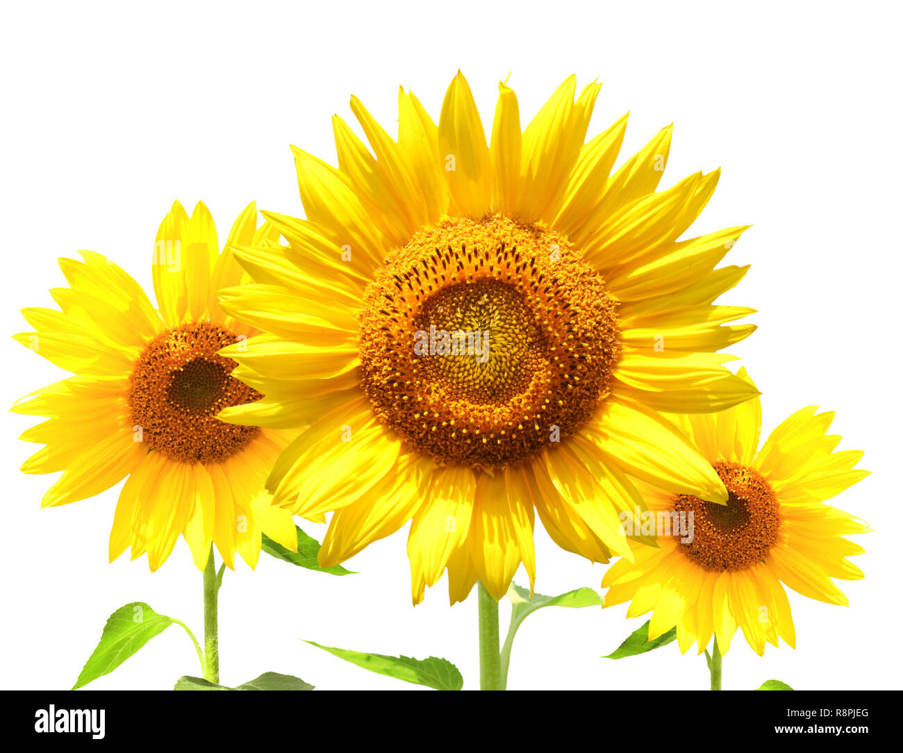 Yellow sunflowers - isolated over white Stock Photo - Alamy