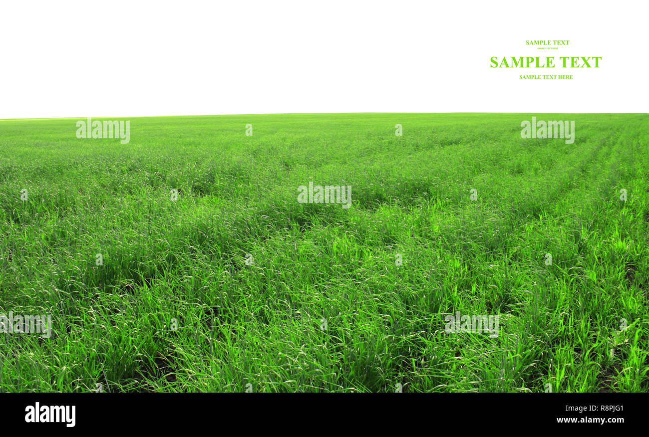 Spring green grass - isolated over white Stock Photo - Alamy