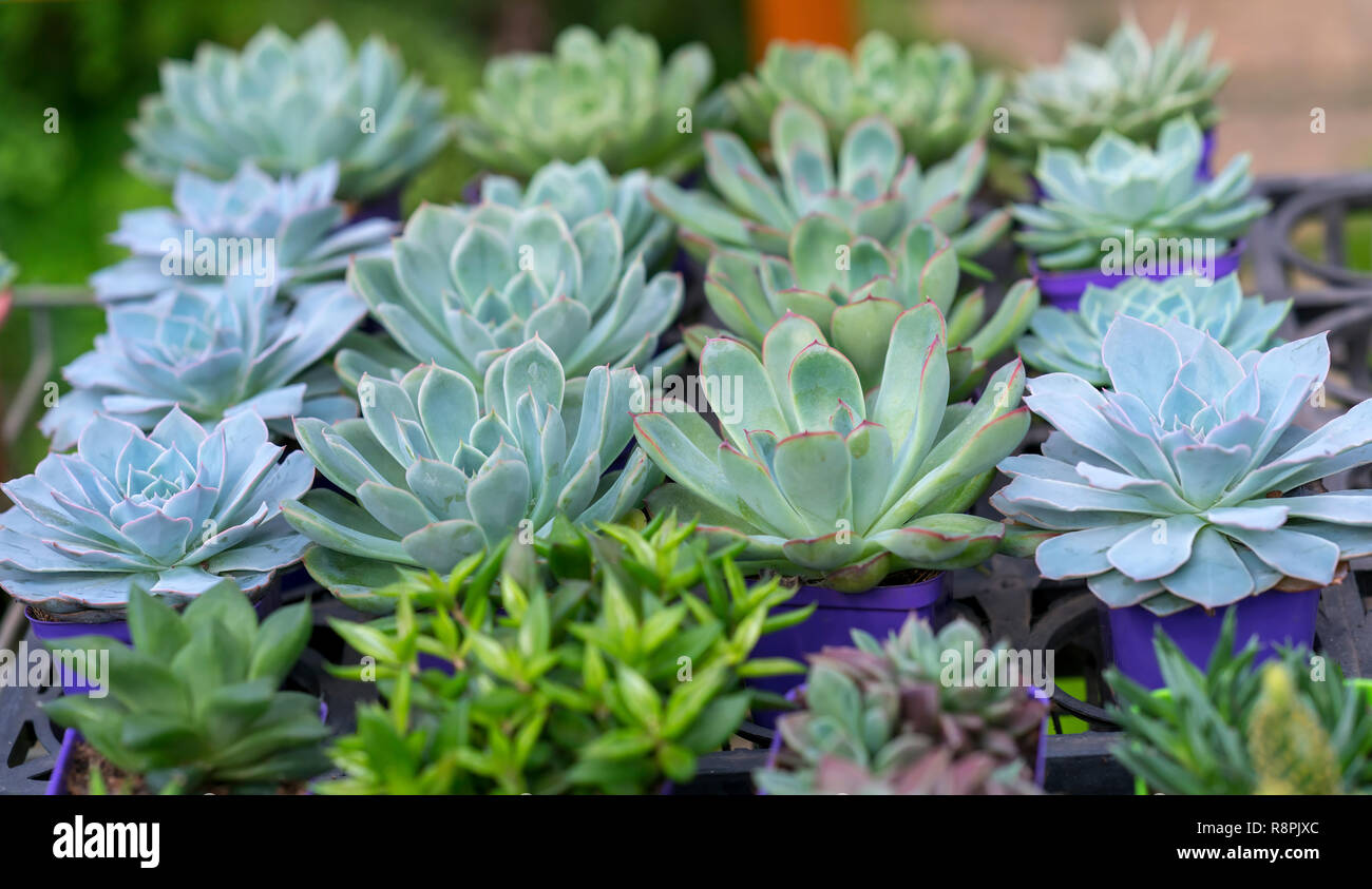 Cactus Family Plant High Resolution Stock Photography And Images Alamy