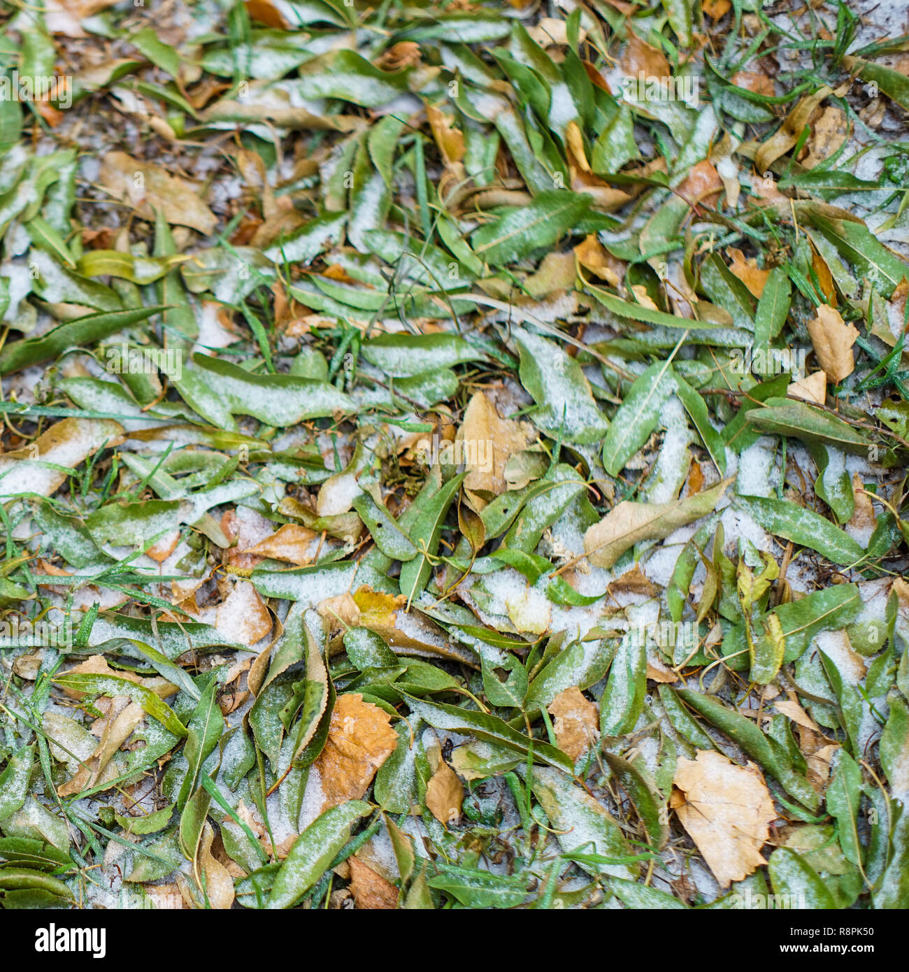 autumn leaves covered with first snow Stock Photo - Alamy