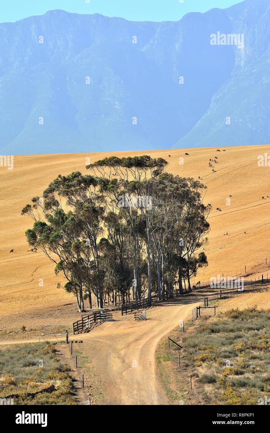 South Africa, Western cape, Karoo Stock Photo