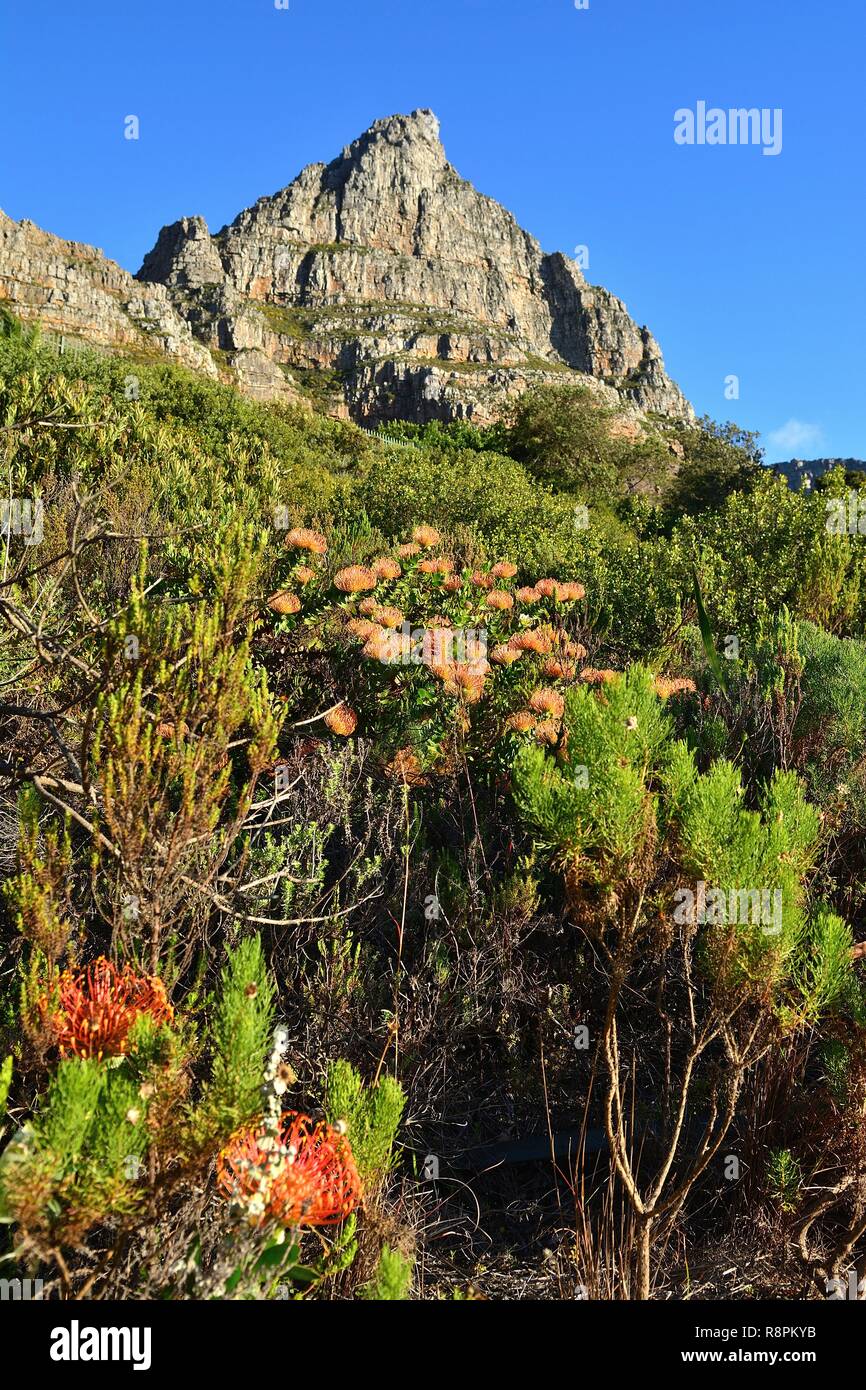 South Africa, Western Cape, Cape Town, proteas (proteaceae) Stock Photo