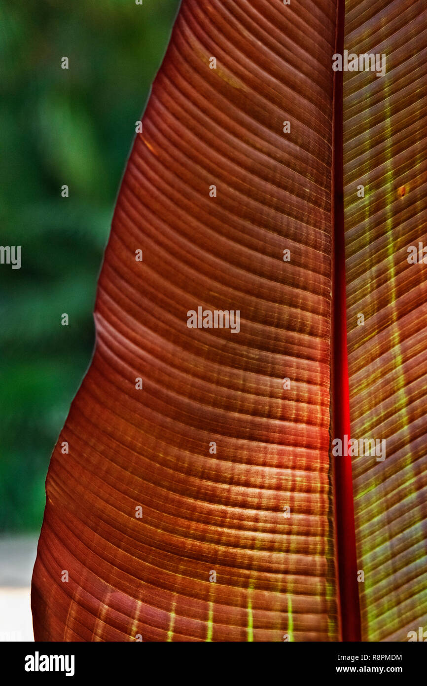 Fantastic leaf section of ensete ventricosum plant also called  ethiopian banana ,green leaf with red -pink midrid ,out of focus background Stock Photo