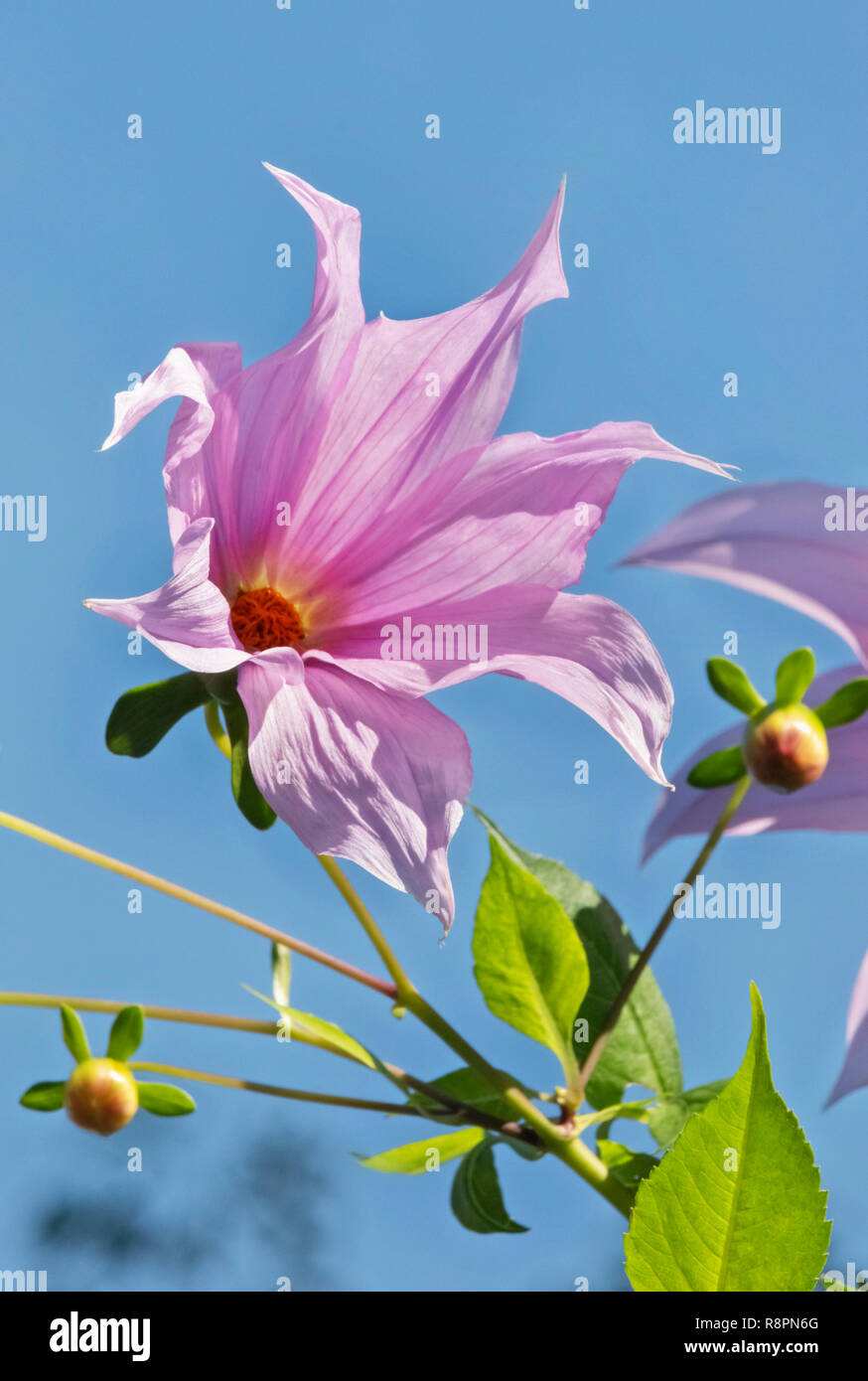 Blossom lavender flower of bell tree dahlia - dahlia imperialis - , green leaves and blue sky Stock Photo