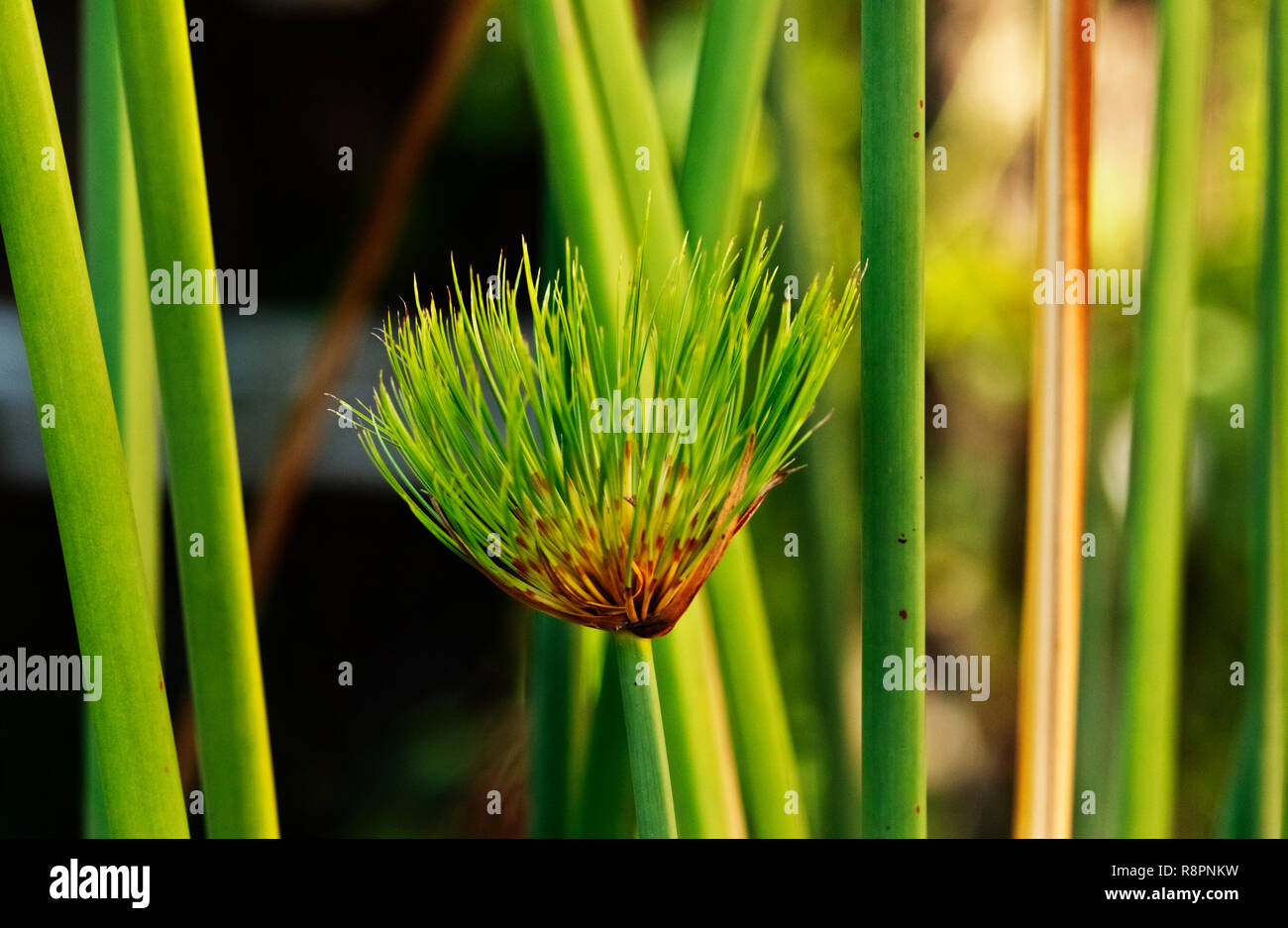 Impressive clusters of thin green stems of papyrus sedge -cyperus papyrus -, green and brown colors , abstract effect ,selective focus Stock Photo