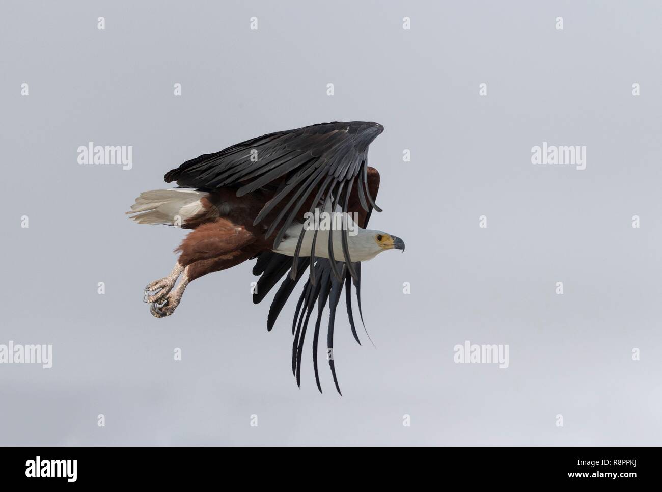 Bostwana, Chobe National Park, Chobe river, African fish eagle ...