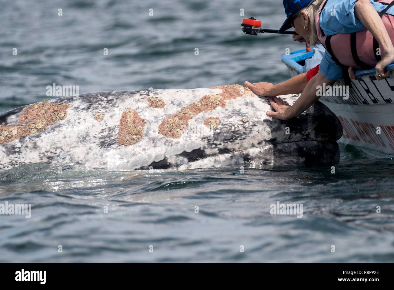Mexico, Baja California Sur, Guerrero Negro, Ojo de Liebre Lagoon