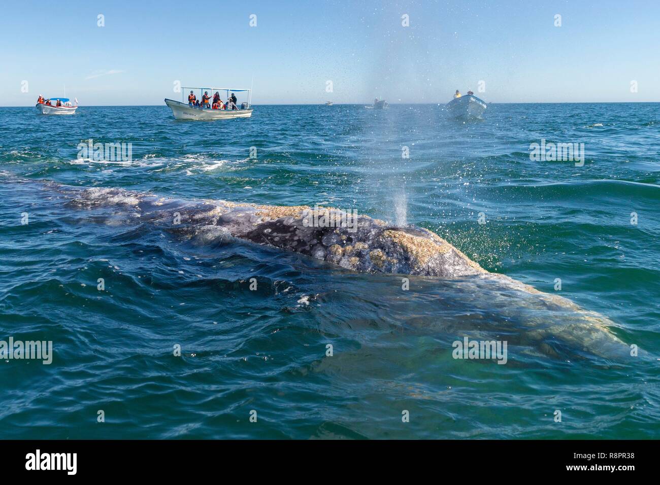 Adult gray whale hi-res stock photography and images - Alamy