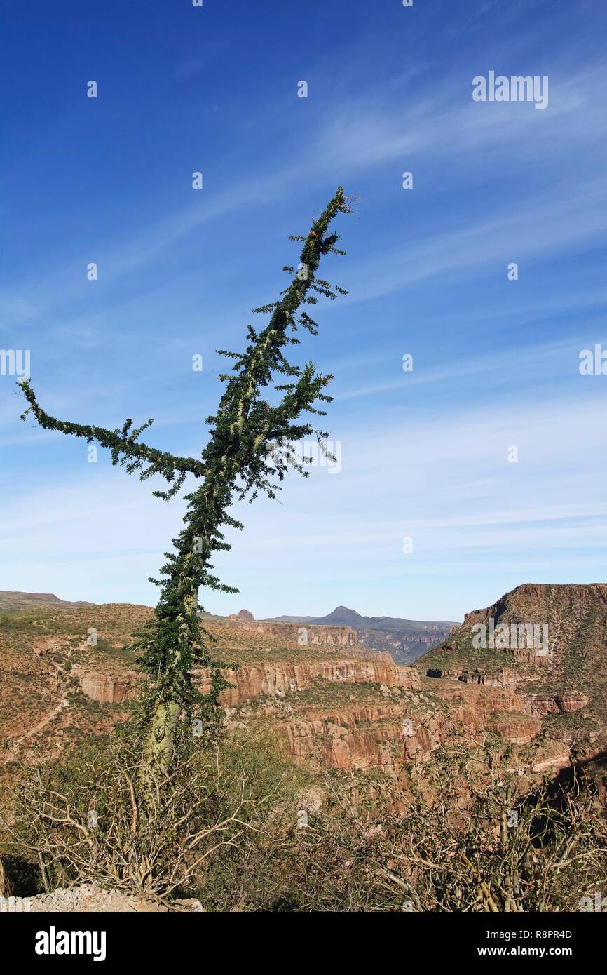 Mexico, Baja California Sur, Sierra San Francisco, semi desert