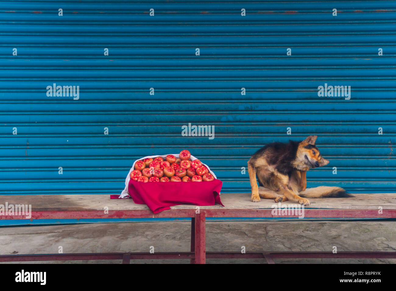 Dog And Fruit Stock Photo