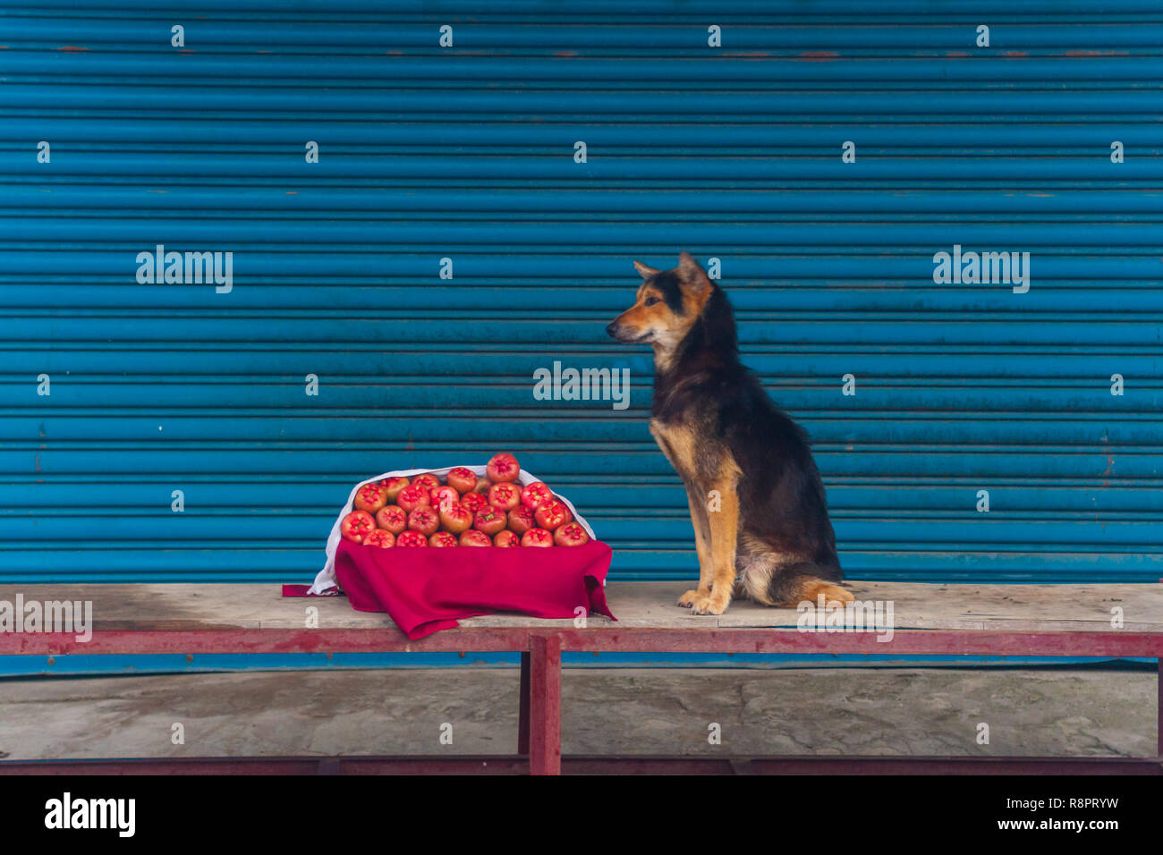 Dog And Fruit Stock Photo