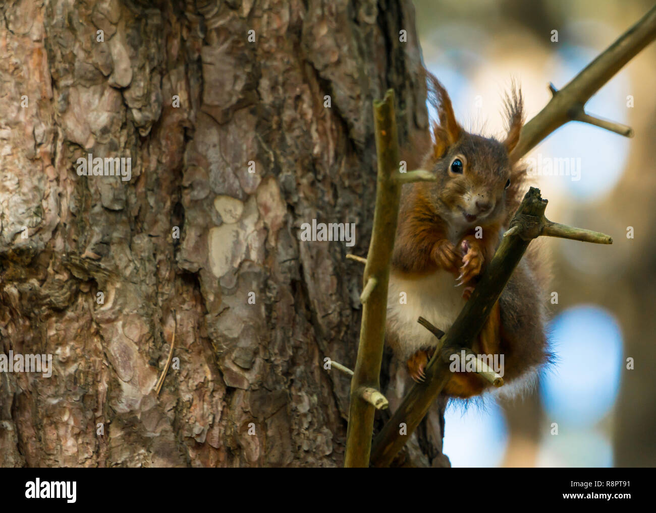Red Squirrel Stock Photo