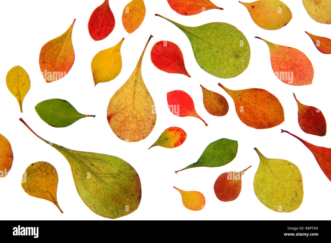 Close-up of Barberry leaves in autumn     Photo © Roberto Sacco/Sintesi/Alamy Stock Photo Stock Photo