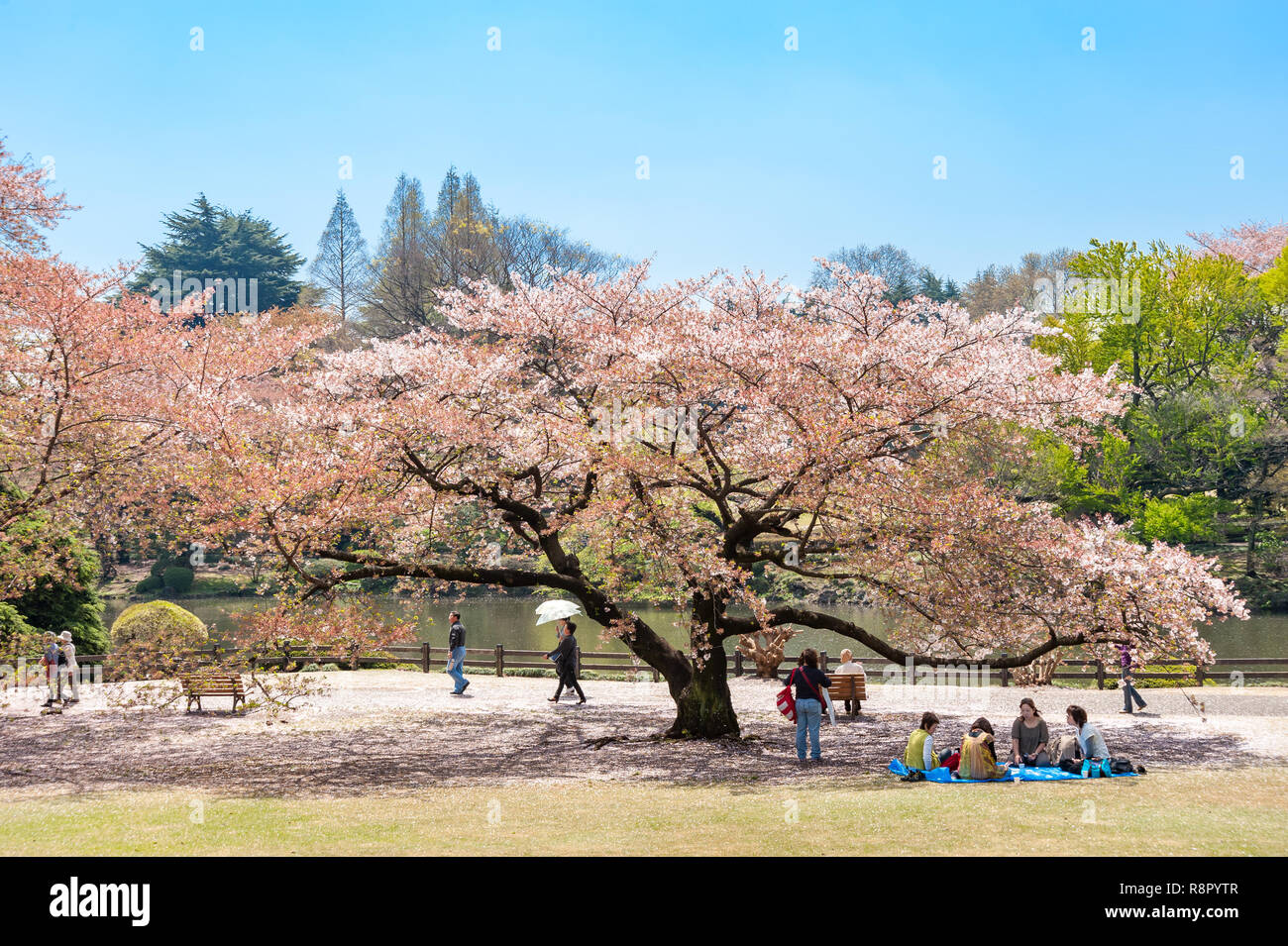 Cherry blossom tree in the Shinjuku Imperial Garden, Tokyo, Japan Stock Photo