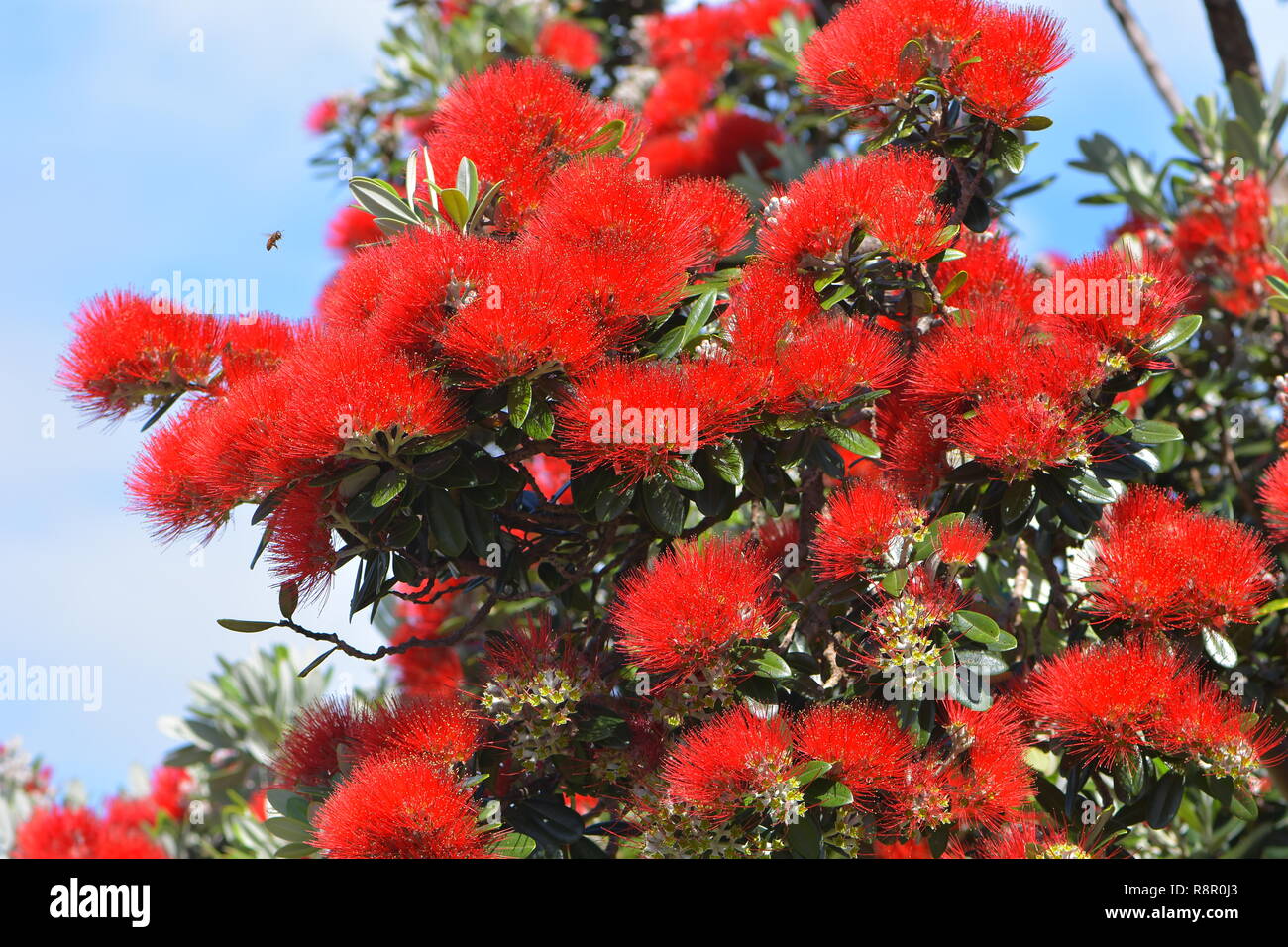 Detail of bright red flowers of New Zealand Christmas tree coastal pohutukawa Metrosideros excelsa. Stock Photo