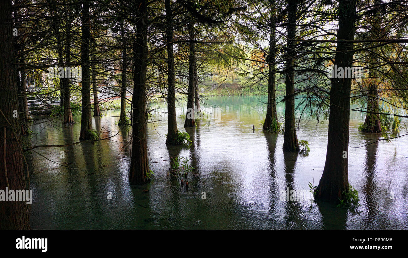 Cypress trees on a small southern lake. Stock Photo