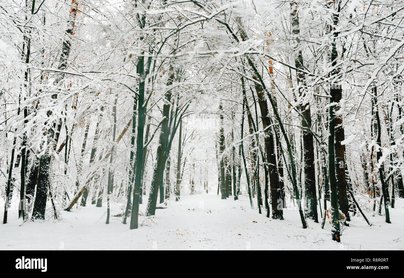 Beautiful snowy forest hi-res stock photography and images - Alamy