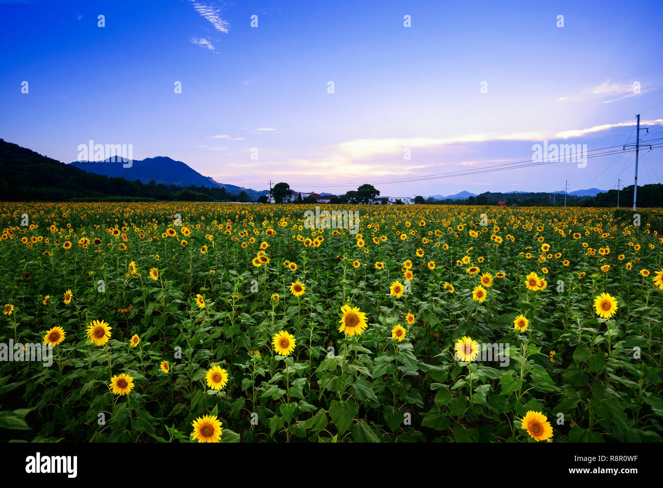 The effect of sunflower Stock Photo Alamy