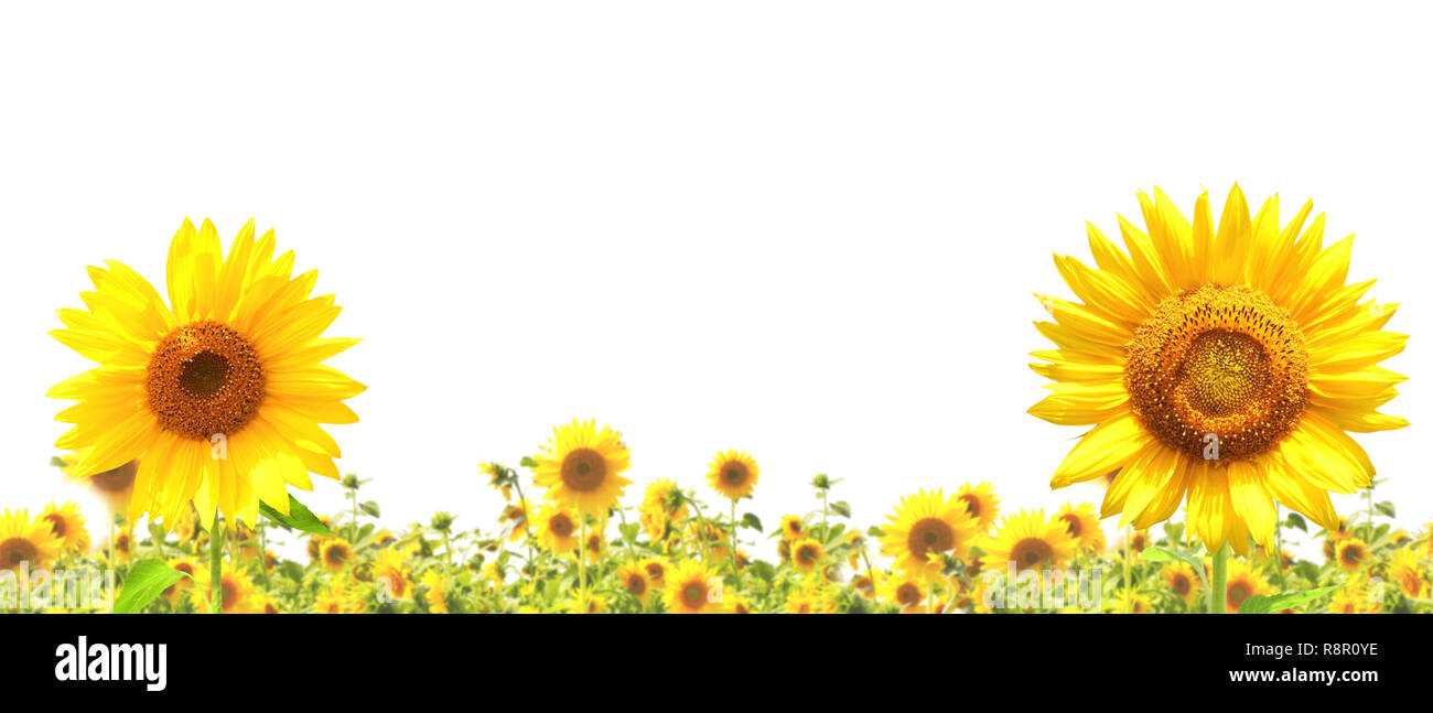Yellow sunflowers. Isolated over white Stock Photo - Alamy