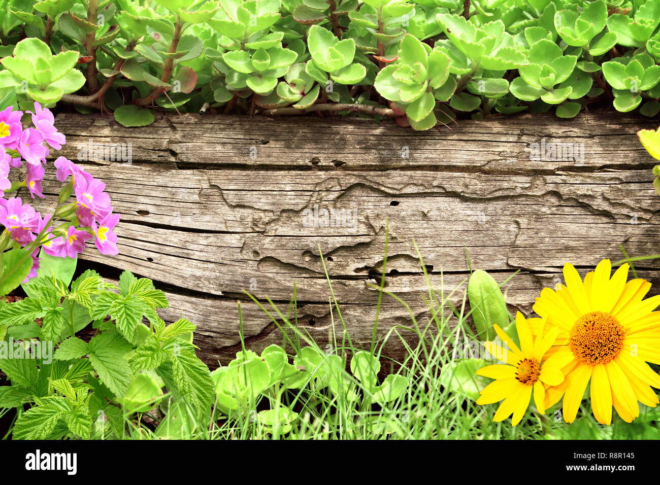 Summer background with old wooden plank, flower, grass and green leaves ...